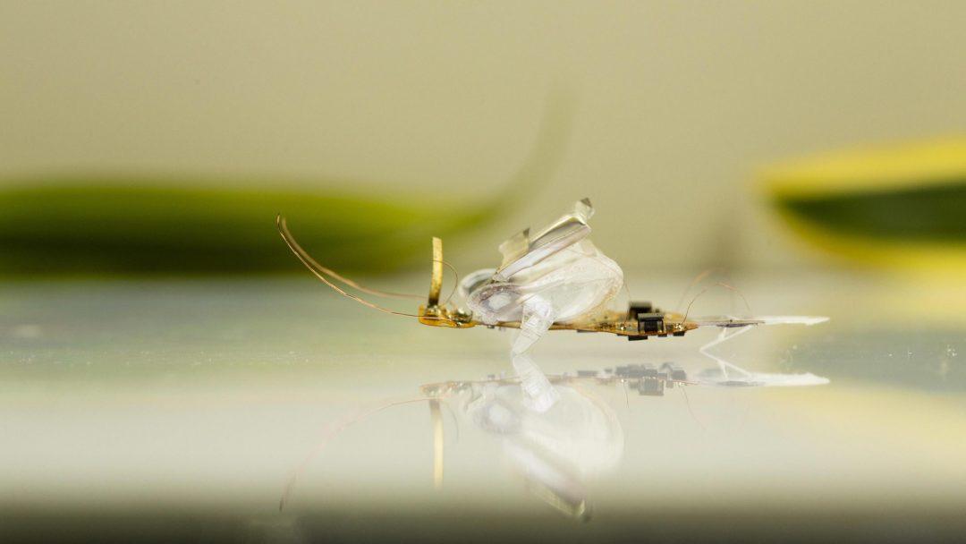 Посмотрите на мухоробота, которого невозможно убить мухобойкой