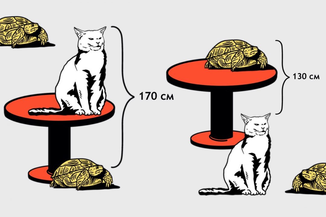 Найти высоту: задача про стол, кота и черепаху