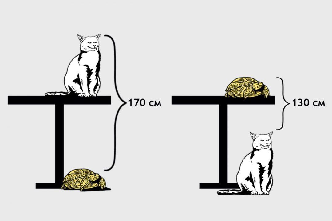 Найти высоту: задача про стол, кота и черепаху