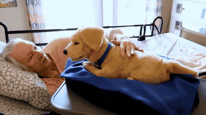 Ничего необычного, просто пушистая робособака