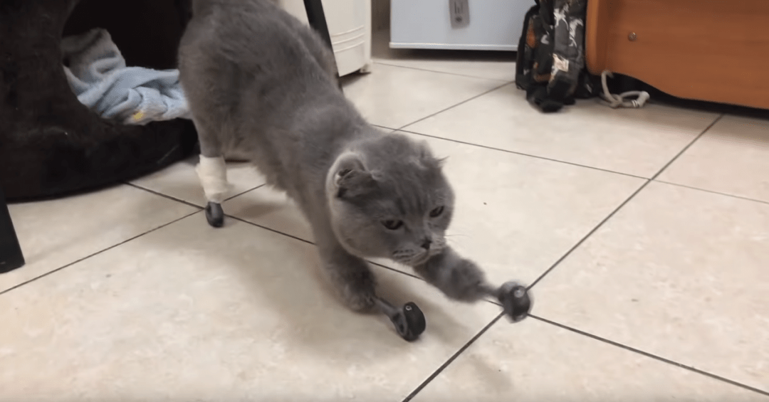 После обморожения лапок кошке сделали новые на 3D-принтере