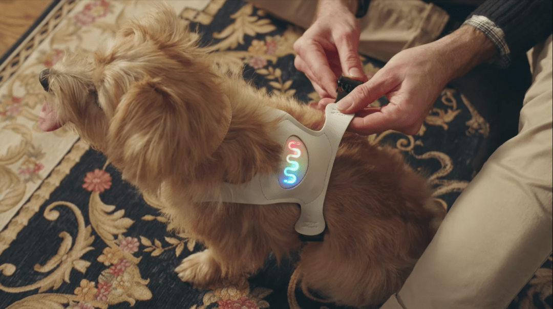 Умная жилетка для пёсиков