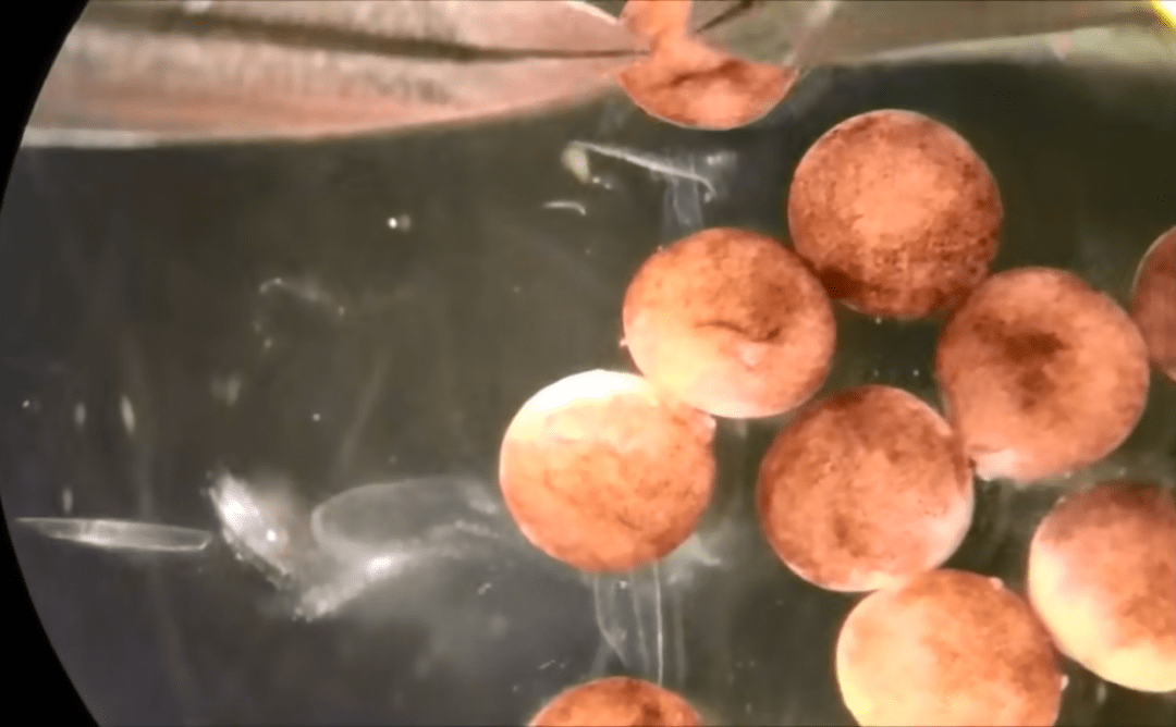 Смотрите: программируемые органические роботы