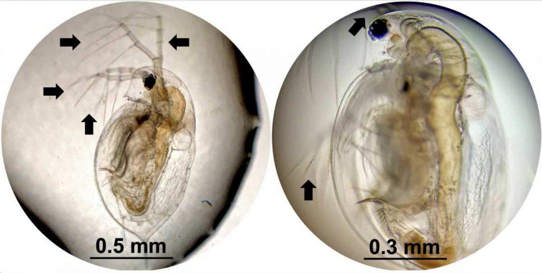 Нанодрели для лечения рака