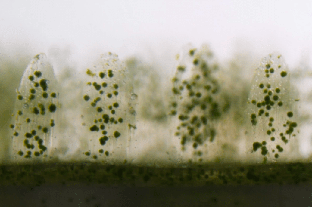 Напечатанные на 3D-принтере кораллы понравились водорослям больше, чем настоящие