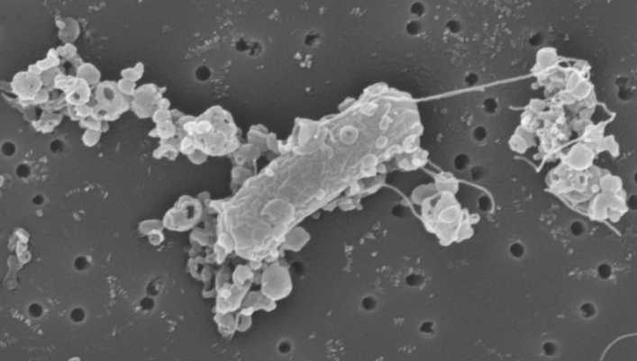 Придумали крохотных гибридных биороботов для доставки лекарств