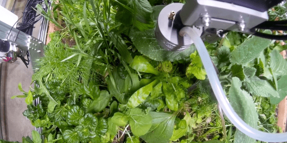 Университет Беркли пытается полностью автоматизировать ботанический сад