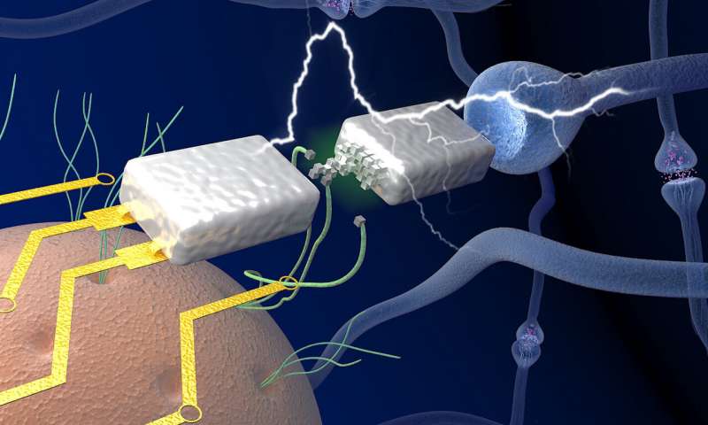 Изобрели: мемристоры, которые работают, как человеческий мозг