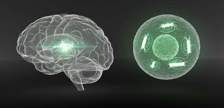 Вот: шпионский внутриклеточный нанобот