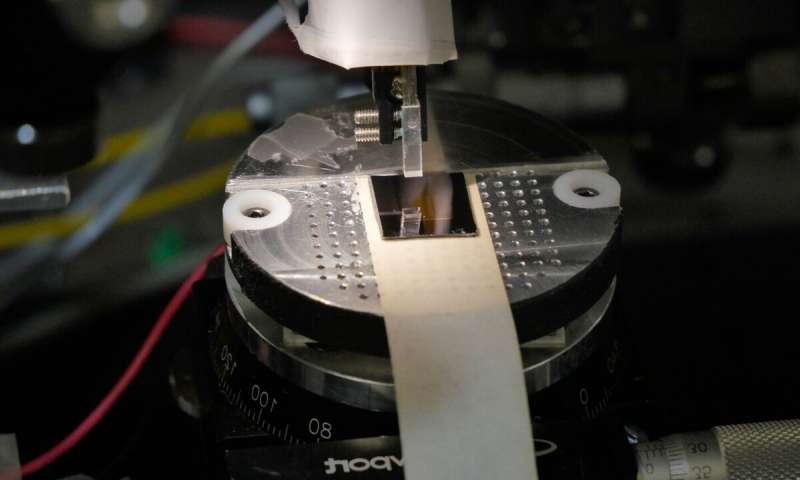 Зафиксировали самую высокую скорость интернет-соединения — 44,2 Тб/с