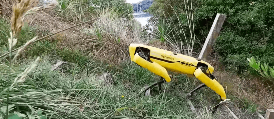 Видео: робот-пес пасёт овец в Новой Зеландии
