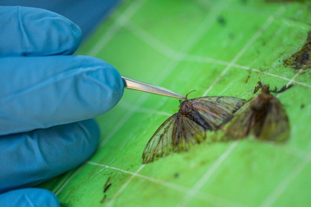 Тру детектив: устройство, которое находит вредителей по фрагментам ДНК