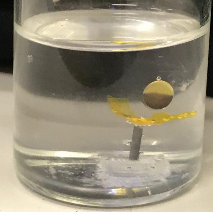 Изобрели: миниробот-коралл, который чистит воду от микропластика