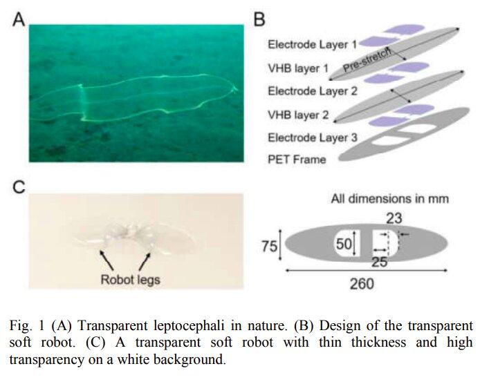 Прозрачная мышечная ткань для роботов