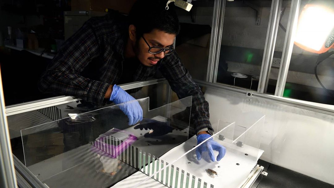 Учёные изучают тараканов, чтобы совершенствовать роботов