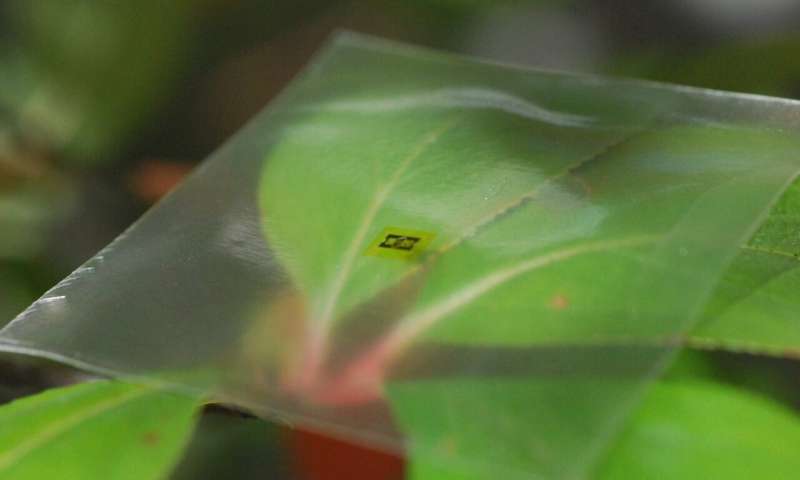 Учёные создают гибкие электроды из дерева