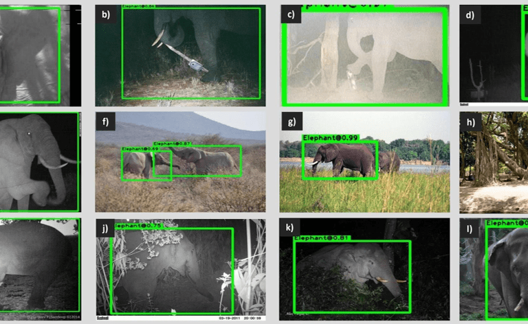 ИИ разруливает конфликты между людьми и агрессивными животными