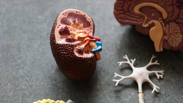 Научились печатать ткани почек