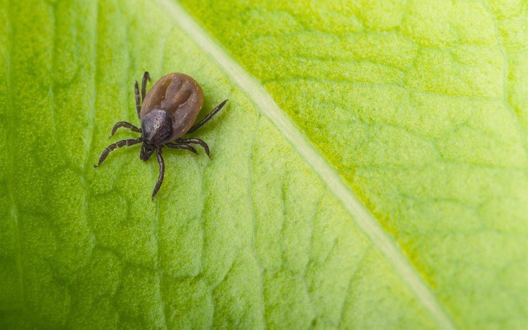 В России научились диагностировать энцефалит на дому