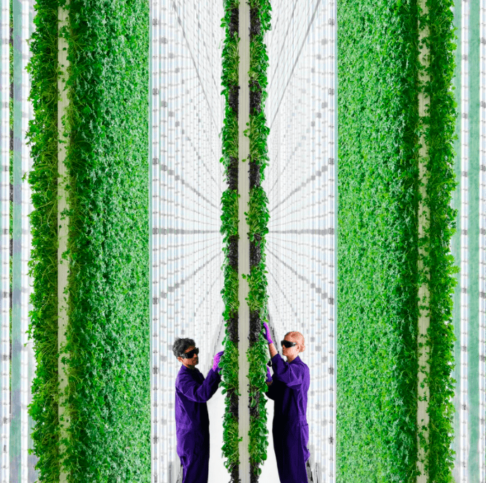 Посмотрите: вертикальная ферма будущего