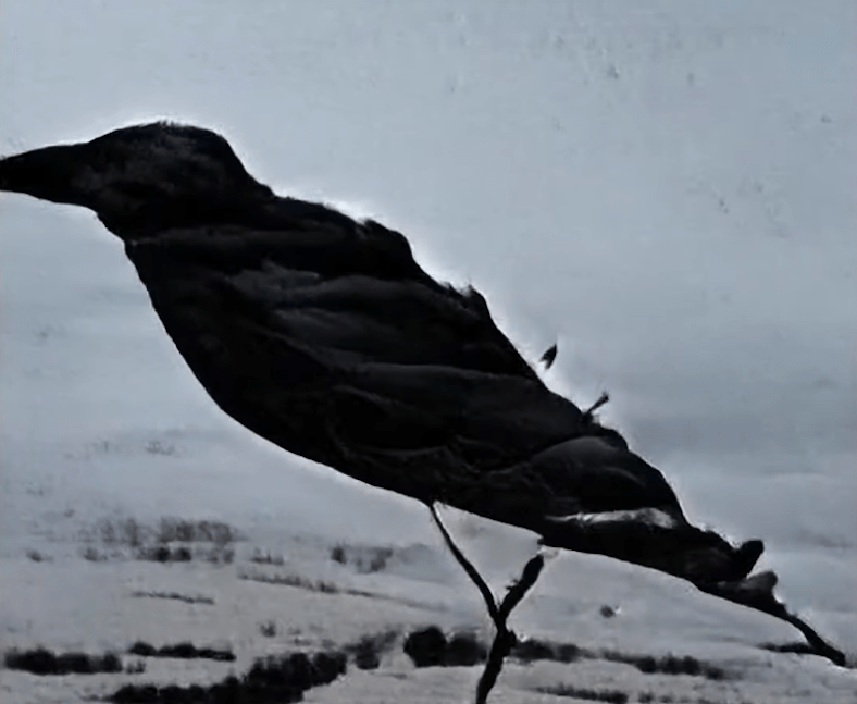 Посмотрите: психоделические визуализации известных стихотворений