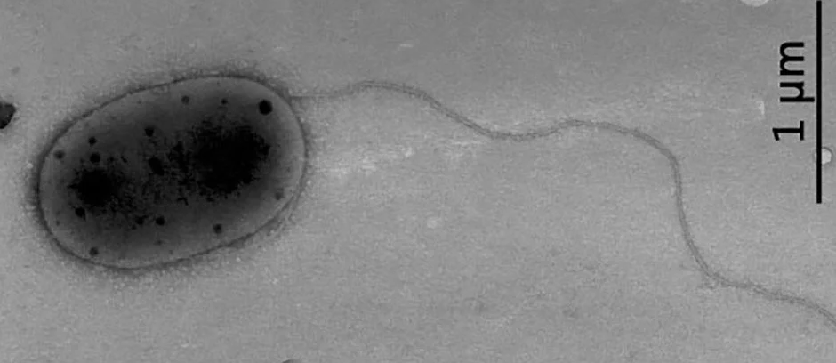 На МКС нашли штаммы бактерий, неизвестные науке