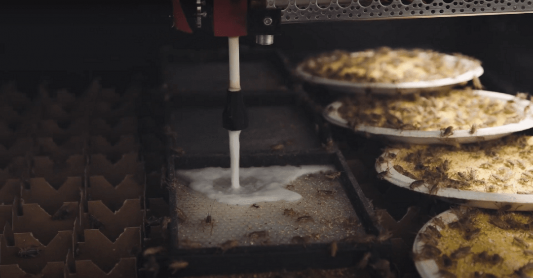 Фабрика съедобных сверчков