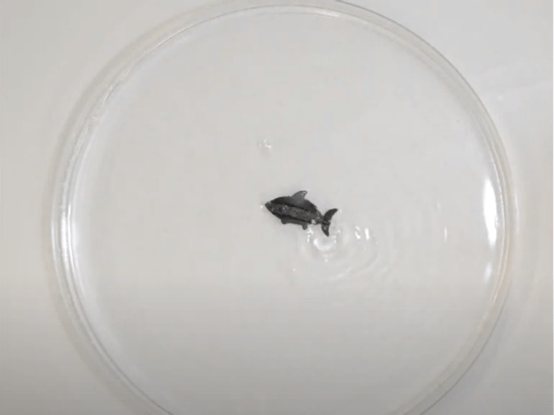 Маленькие роботы собираются обратно, даже если их разорвало на несколько частей