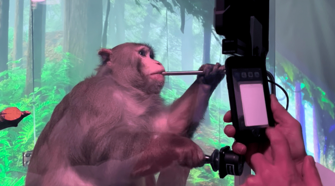 Обезьяна Илона Маска играет в виртуальный пинг-понг