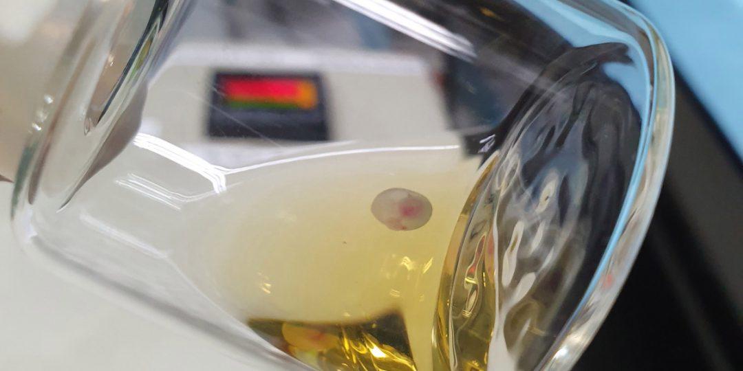 Научный прорыв: вырастили эмбрион мыши вне матки