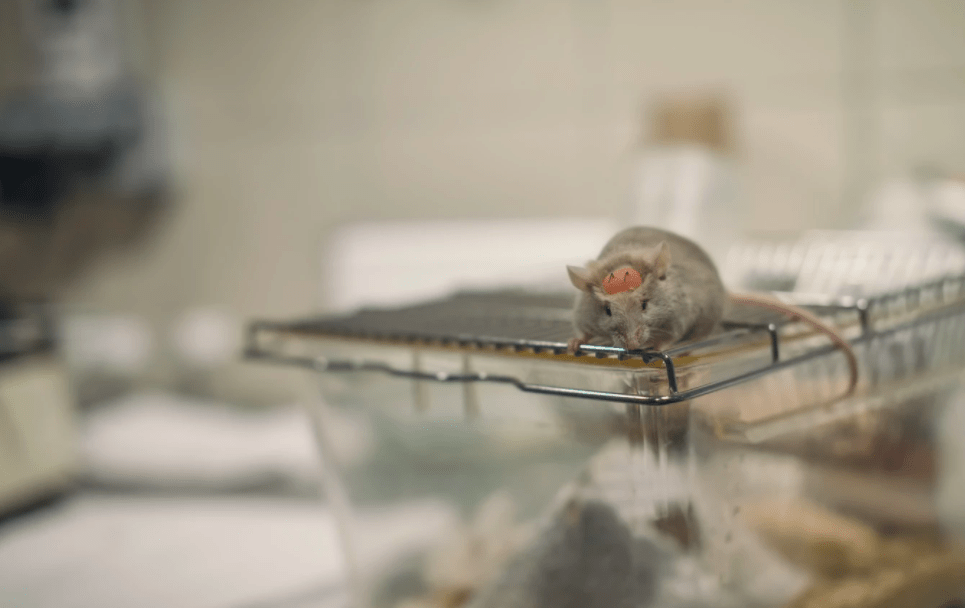 Изобрели метод одновременной 3D-печати тканей и костей