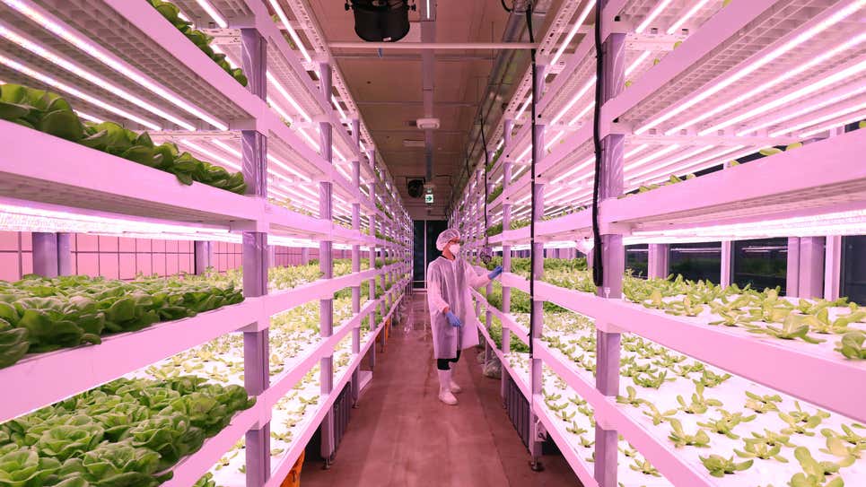 [Посмотрите] Подземная овощная ферма в Сеуле