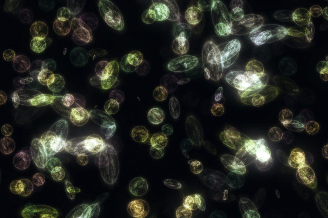 Научились использовать бактерии для сбора микропластика