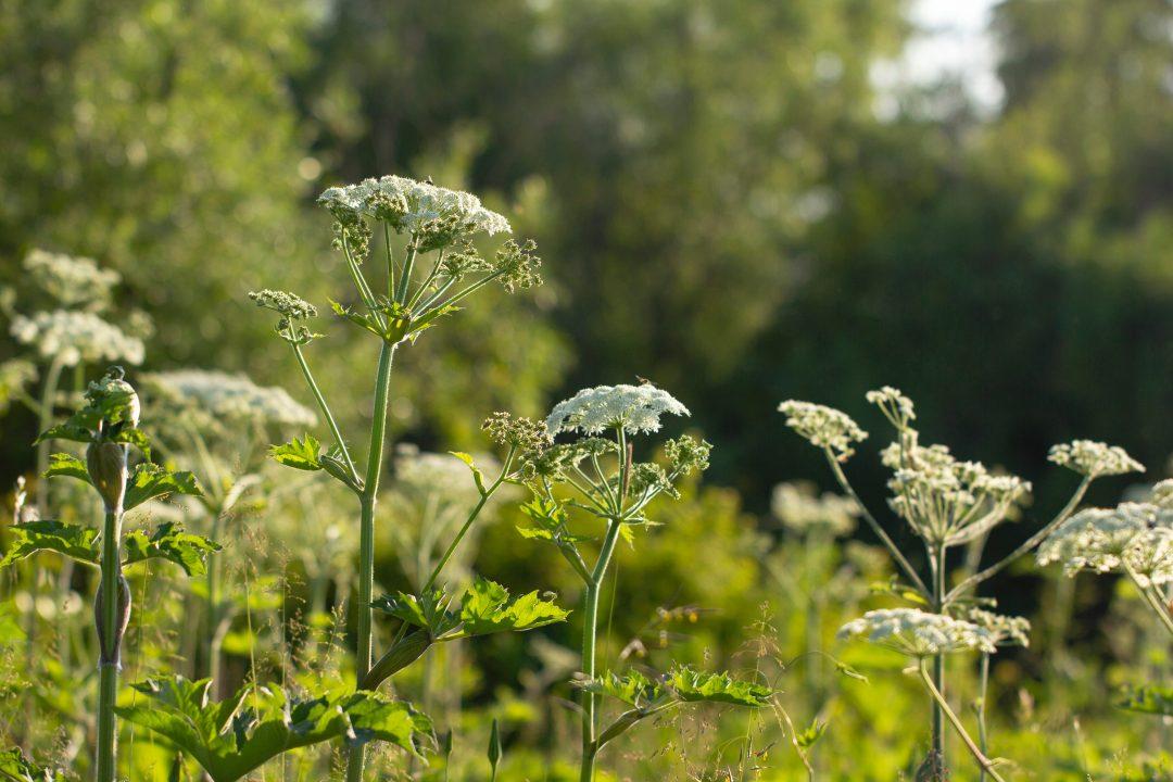 Российские учёные научили дроны искать борщевик