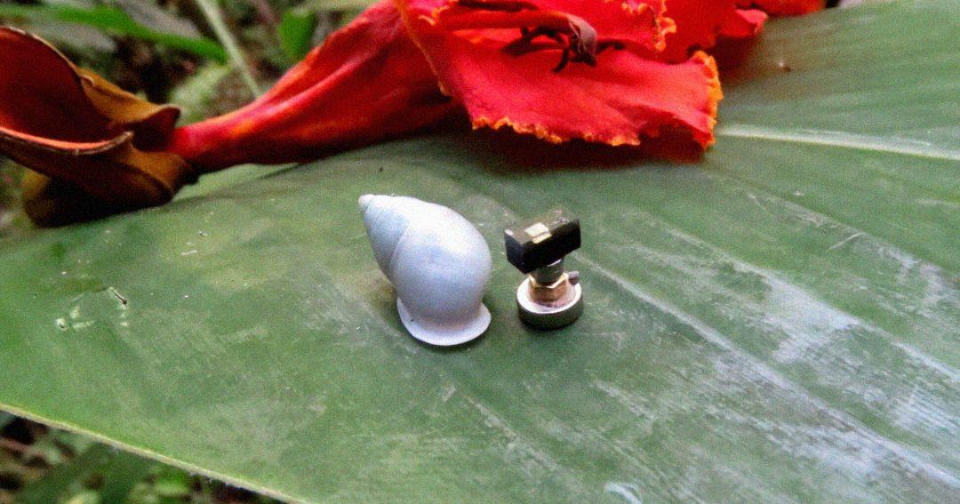 Жизнь улиток: учёные поместили крохотные компьютеры на панцири моллюсков