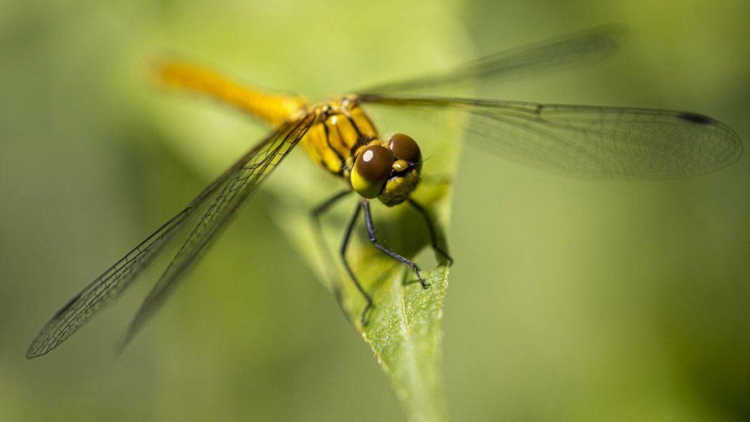 Создали нейронку, вдохновившись мозгом стрекозы