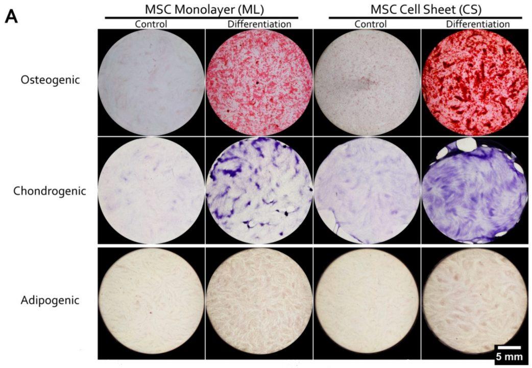 В России расшифровали механизм самоорганизации стволовых клеток