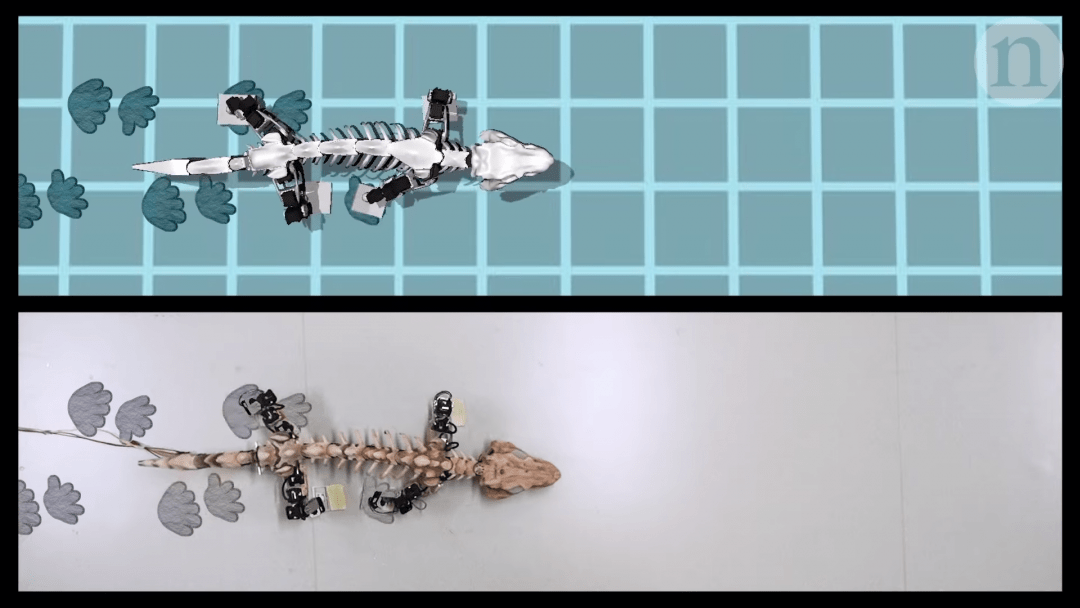 Новый инструмент воссоздаёт походку вымерших видов животных