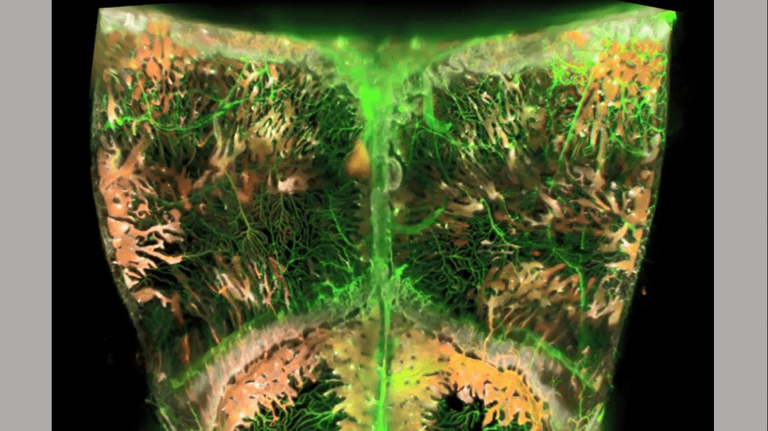 [Посмотрите] на трёхмерную карту кровеносных сосудов и стволовых клеток черепа мыши