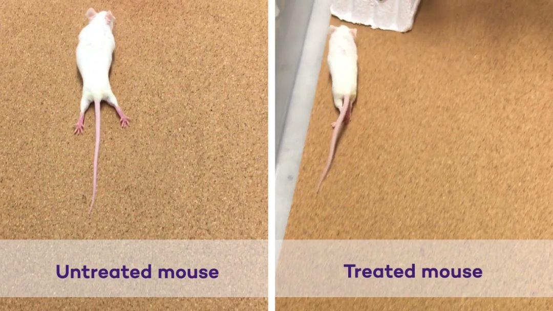 Разработали инъекционную терапию для лечения паралича после травм спинного мозга