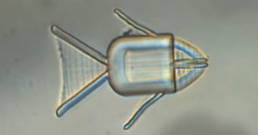 [Посмотрите] на микроробота-рыбку