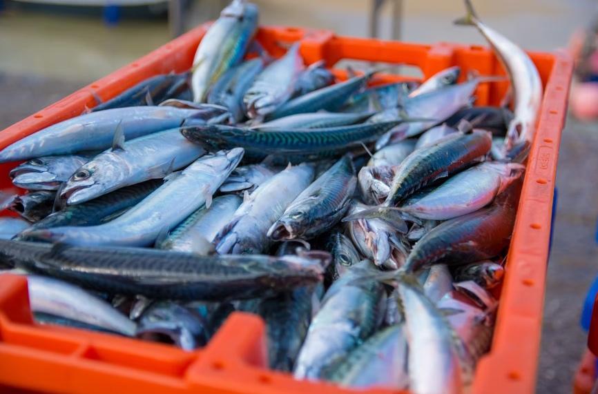 В России разработали беспилотные суда для анализа водоёмов и поиска рыбы