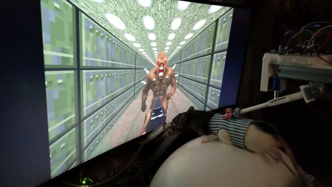 Посмотрите: крысы играют в Doom