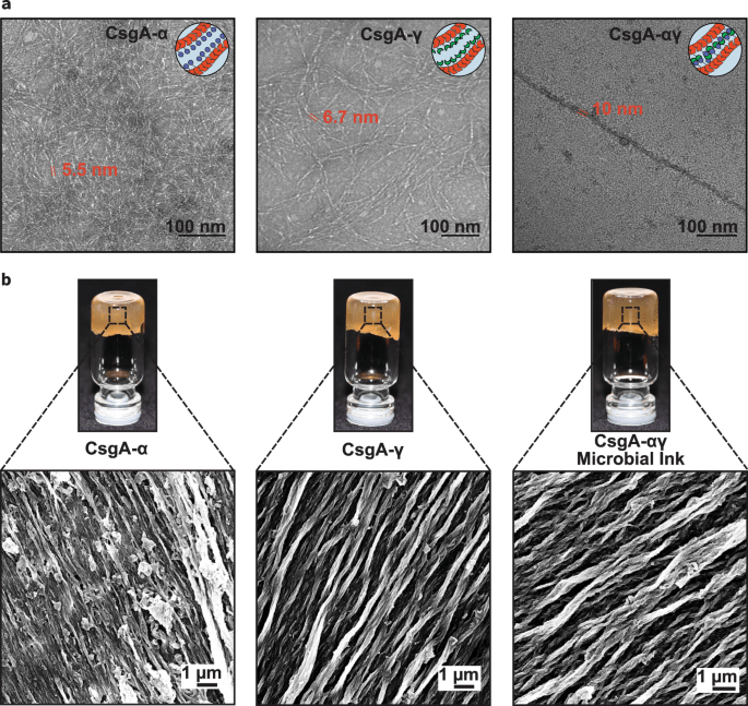 Разработали биочернила для 3D-печати, которые могут самовосстанавливаться