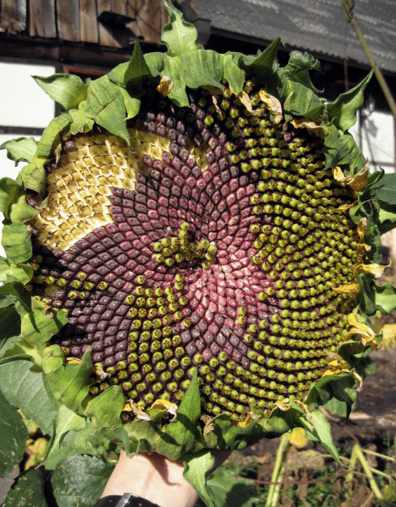Логарифмы в природе Что такое логарифм в математике и в жизни