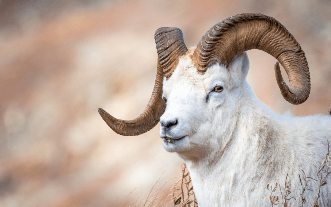 Логарифмы в природе Что такое логарифм в математике и в жизни