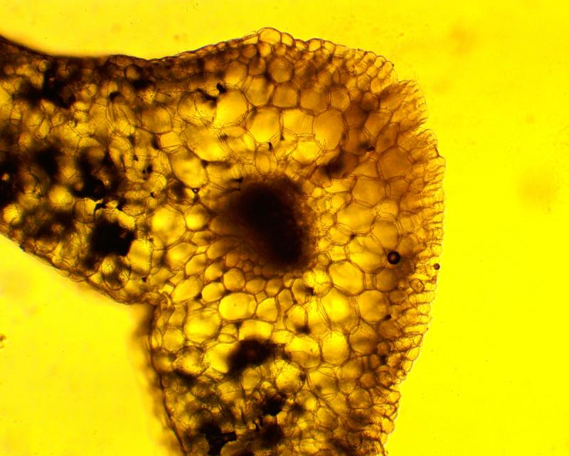 С помощью российской системы лекарства будут меньше тестировать на животных