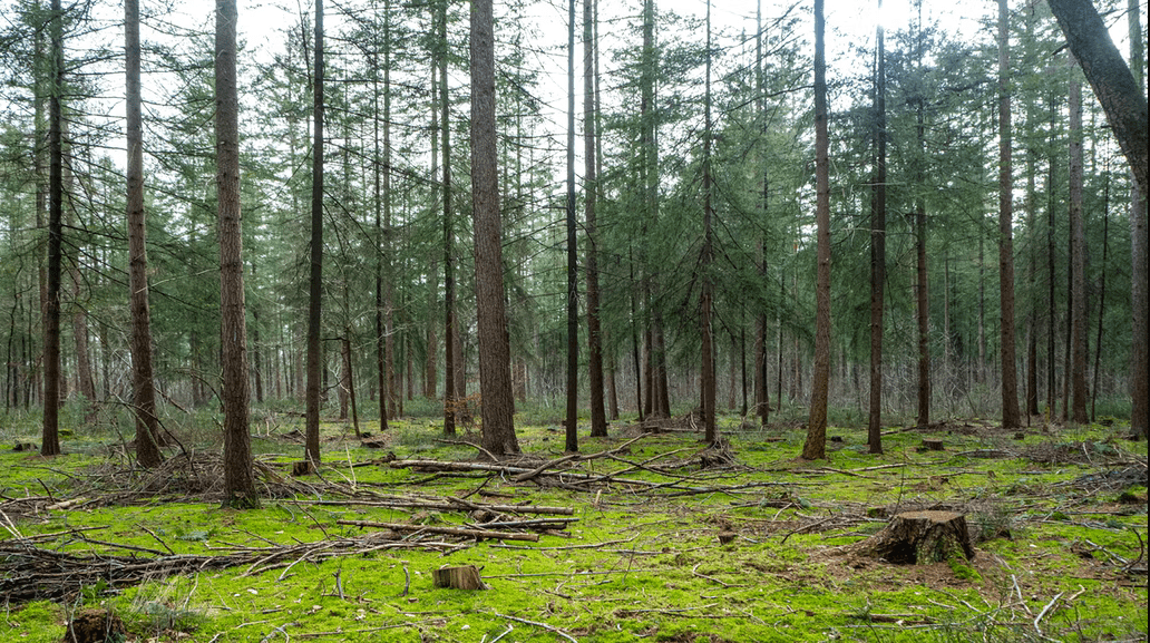 В России придумали выявлять поражённые вредителями леса с помощью нейронки