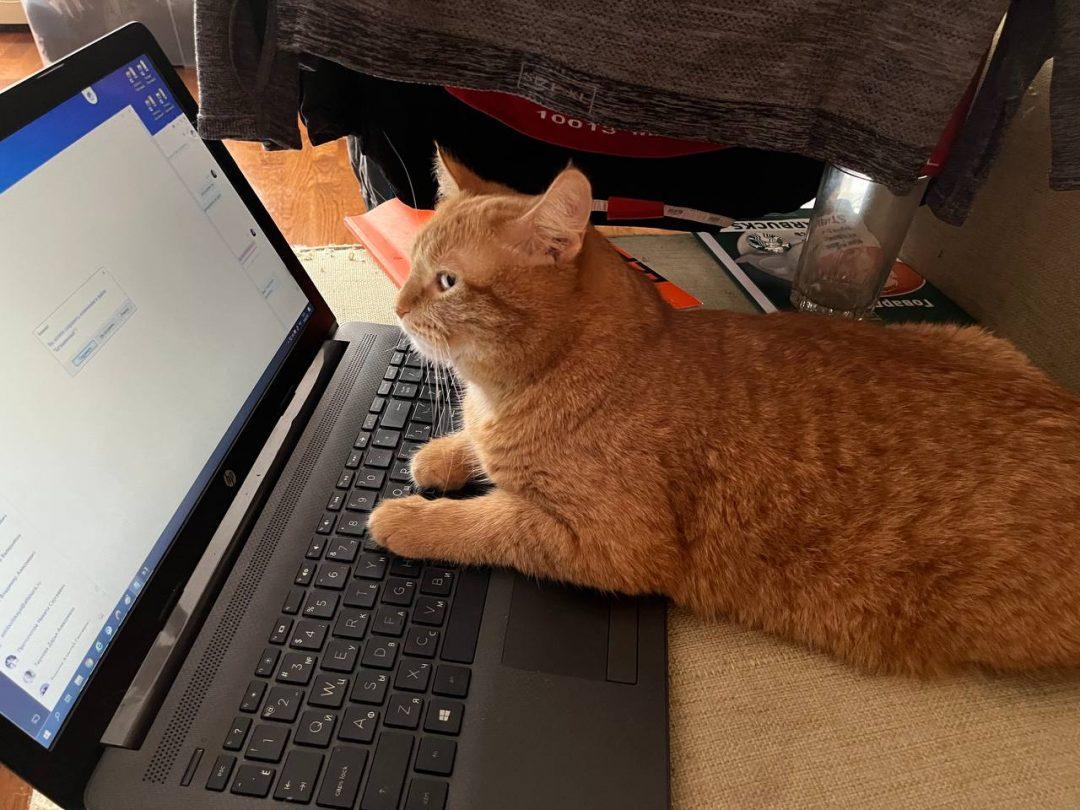 «Я нашла работу в Альфа-Банке за месяц до окончания учёбы»