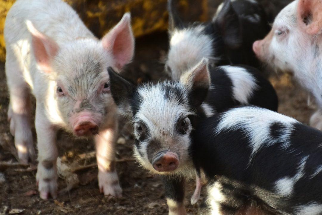 Сделали переводчик свиных эмоций